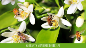 Preservare gli impollinatori, il ruolo della giornata mondiale delle api